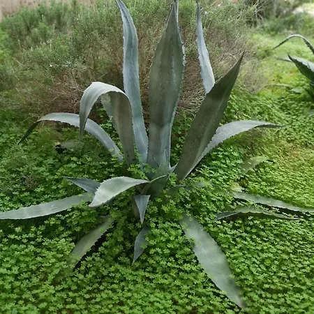 Son Vell. Mallorca. Casa Amb Piscina Ecologica. Сasa de vacaciones
